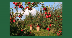 Apple orchard | Briarwood Ford in Saline, MI